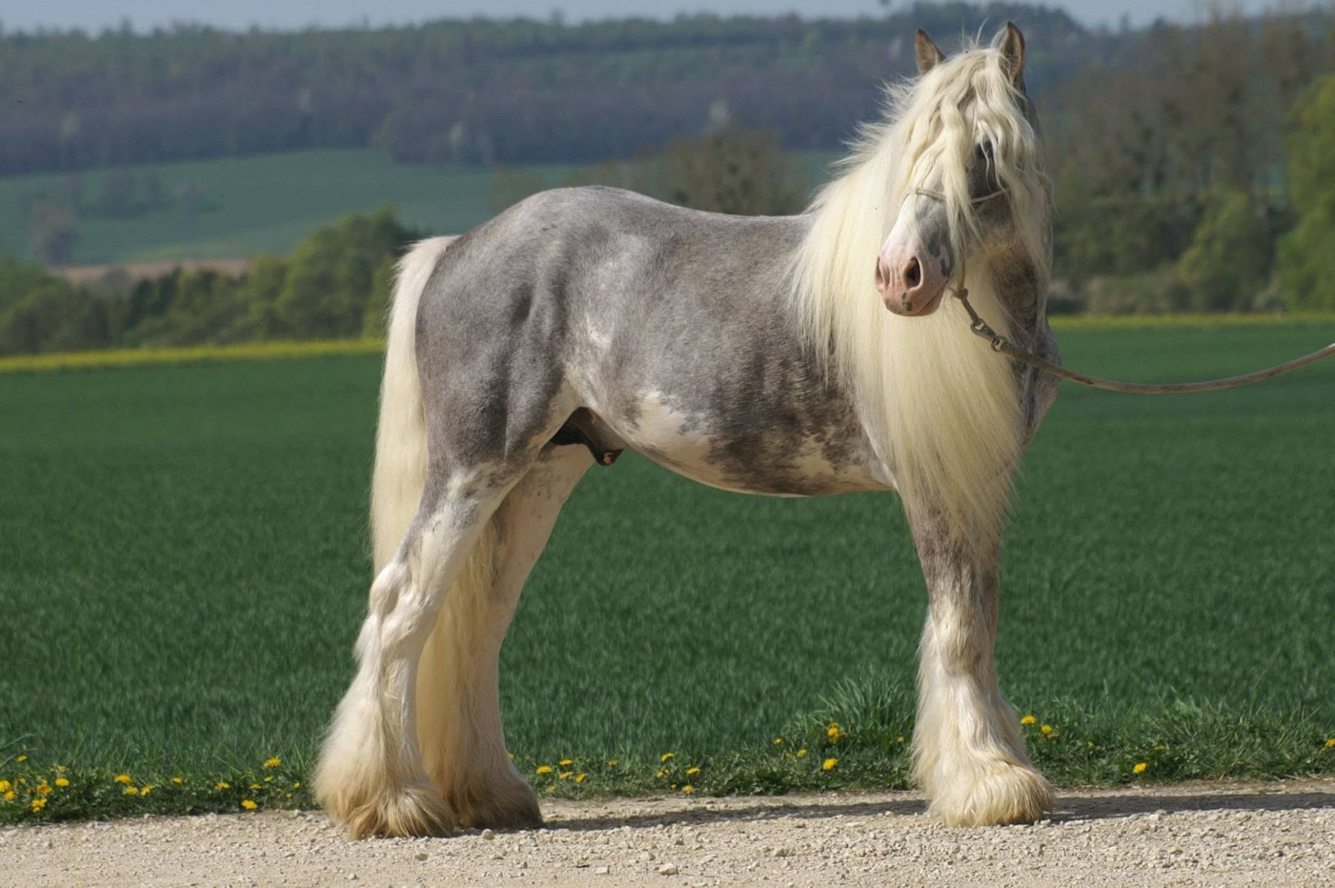 Pride du Petit Verger, étalon irish cob