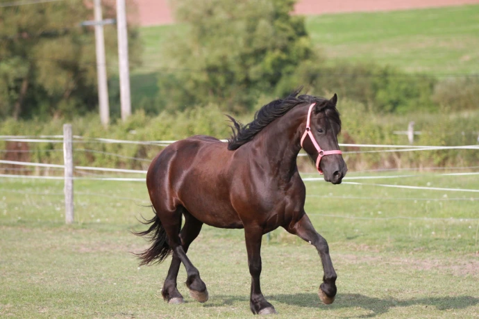 Diosa, jument frison de l'élevage du Petit Verger