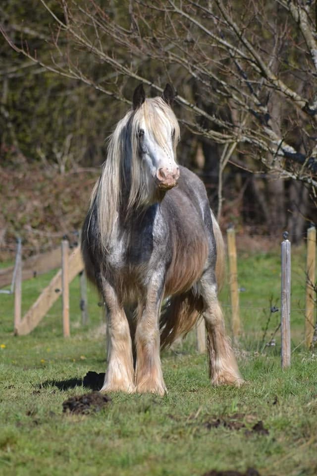Pepsi, jument irish cob de l'élevage du Petit Verger